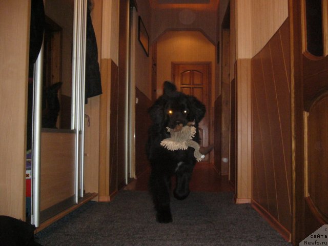 Фото: ньюфаундленд Piternyuf Nota Bene (Питерньюф Нота Бене)