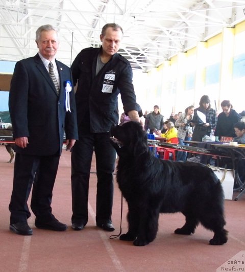 Фото: ньюфаундленд Plushevaya Panda Roskoshnaya Lady Diana (Плюшевая Панда Роскошная Леди Диана)