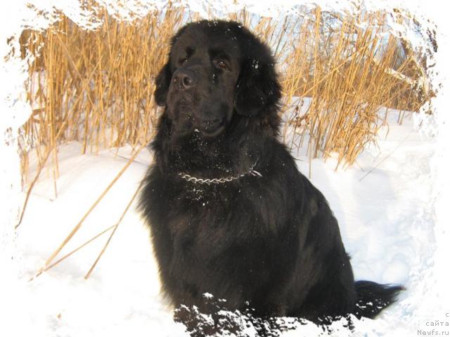 Фото: ньюфаундленд Arman'yak Dushi Moey (Арманьяк Души Моей)