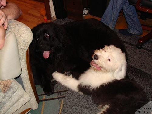 Фото: ньюфаундленд CHelendjer (Челенджер)