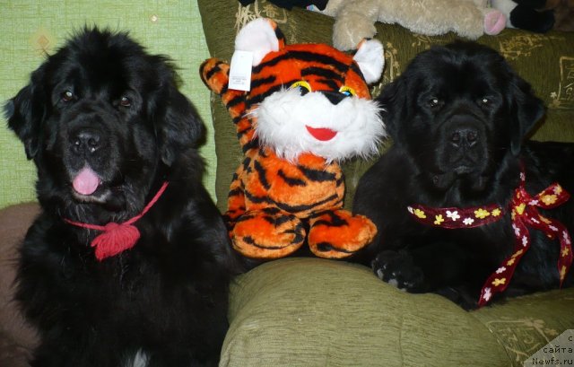 Фотография № 88942