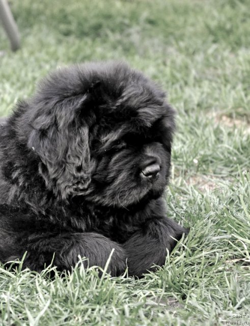 Фото: ньюфаундленд Very Fairweathers X'Got The Rhythm