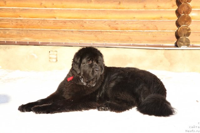 Фото: ньюфаундленд Very Fairweathers X'Got The Rhythm