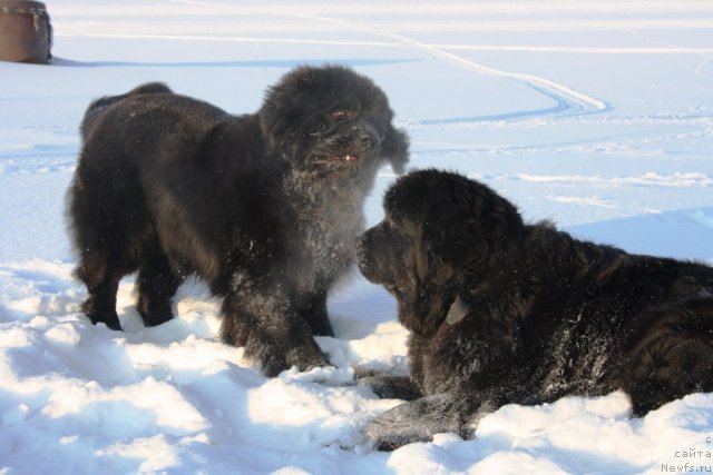 Фото: ньюфаундленд Beguschaya po Volnam Zero Kool (Бегущая по Волнам Зеро Коол), ньюфаундленд Fortuna of Giant's Island