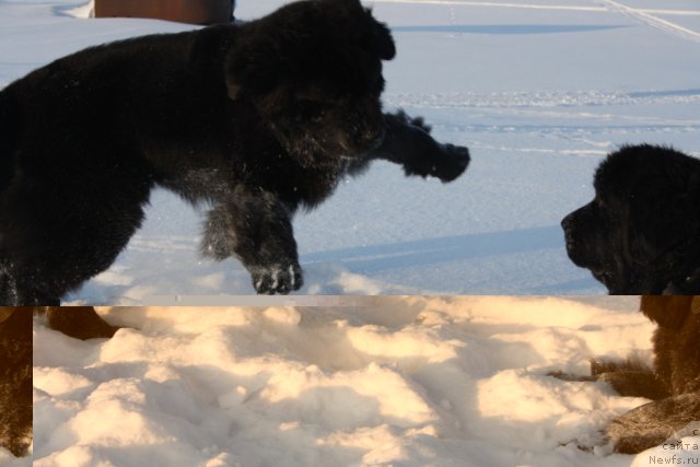 Фото: ньюфаундленд Beguschaya po Volnam Zero Kool (Бегущая по Волнам Зеро Коол), ньюфаундленд Fortuna of Giant's Island