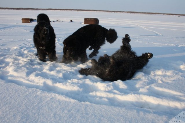 Фото: ньюфаундленд Beguschaya po Volnam Zero Kool (Бегущая по Волнам Зеро Коол), ньюфаундленд Fortuna of Giant's Island, ньюфаундленд Gloriya Grand Blek (Глория Гранд Блек)