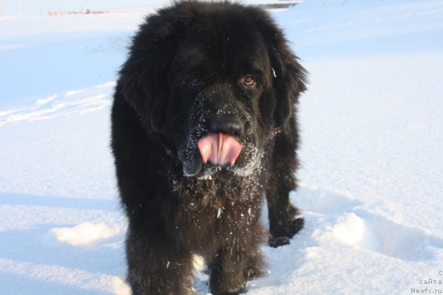 Фото: ньюфаундленд Beguschaya po Volnam Zero Kool (Бегущая по Волнам Зеро Коол)