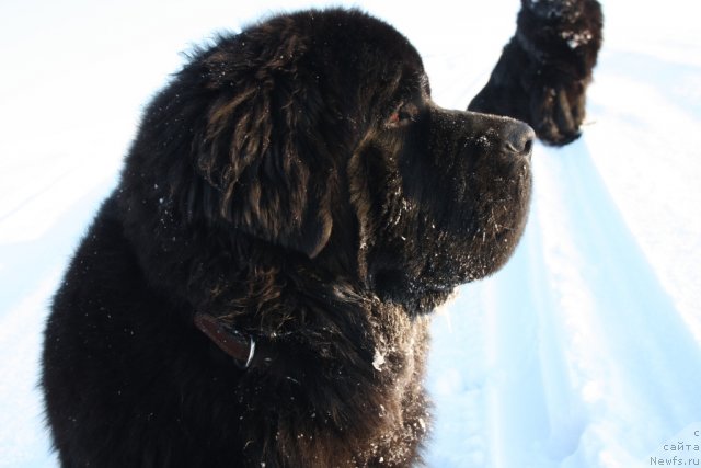 Фото: ньюфаундленд Beguschaya po Volnam Zero Kool (Бегущая по Волнам Зеро Коол)