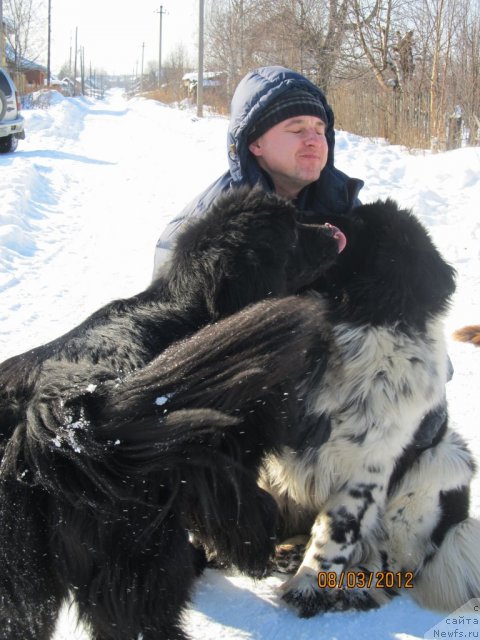 Фото: ньюфаундленд Ih Vyisochestvo Vladlena Madjiks (Их Высочество Владлена Маджикс), ньюфаундленд Super Bizon Ekaterinburg (Супер Бизон Екатеринбург), Irina Nistratova (Ирина Нистратова)