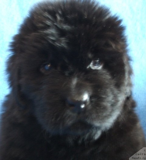 Фото: ньюфаундленд Plushevaya Panda Chajfa (Плюшевая Панда Хайфа)