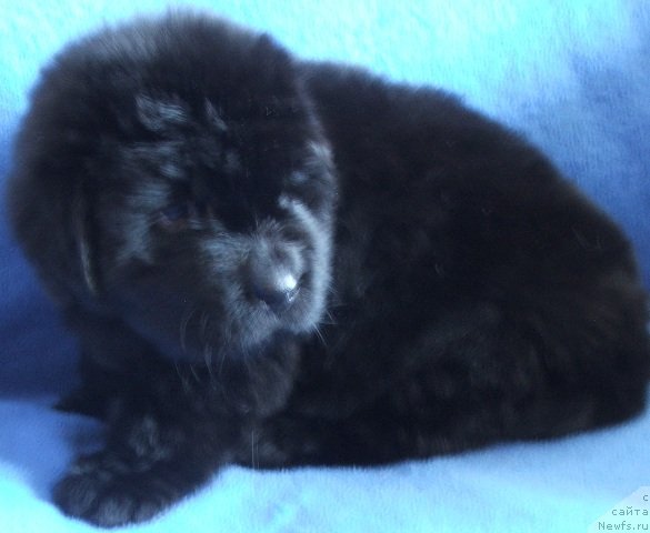 Фото: ньюфаундленд Plushevaya Panda Chajfa (Плюшевая Панда Хайфа)