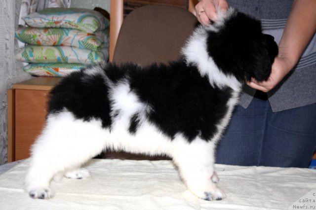 Фото: ньюфаундленд CHernyiy SHarm Vellington (Черный Шарм Веллингтон)