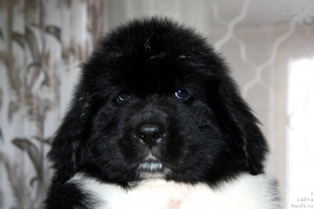 Фото: ньюфаундленд CHernyiy SHarm Vellington (Черный Шарм Веллингтон)