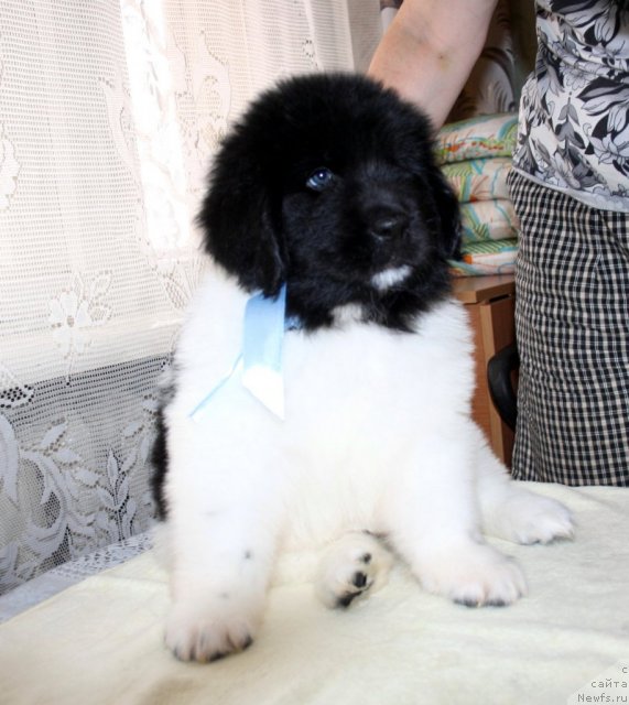 Фото: ньюфаундленд CHernyiy SHarm Vavilon (Черный Шарм Вавилон)