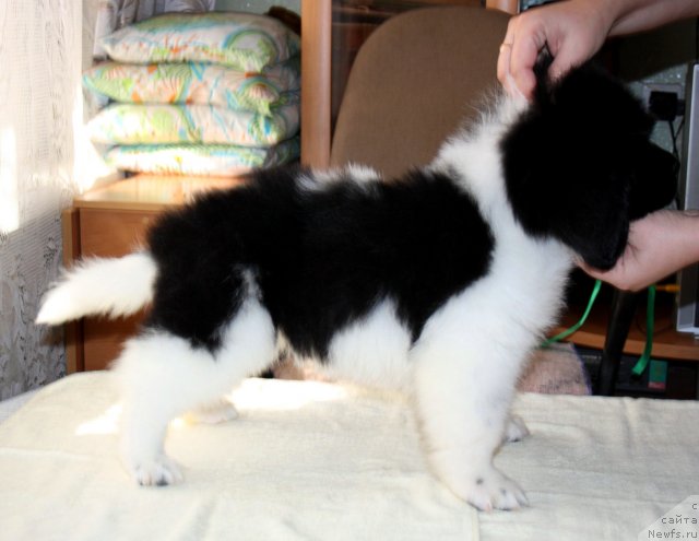 Фото: ньюфаундленд CHernyiy SHarm Vankuver (Черный Шарм Ванкувер)