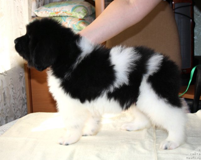 Фото: ньюфаундленд CHernyiy SHarm Vankuver (Черный Шарм Ванкувер)