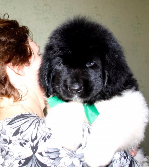 Фото: ньюфаундленд CHernyiy SHarm Vankuver (Черный Шарм Ванкувер)