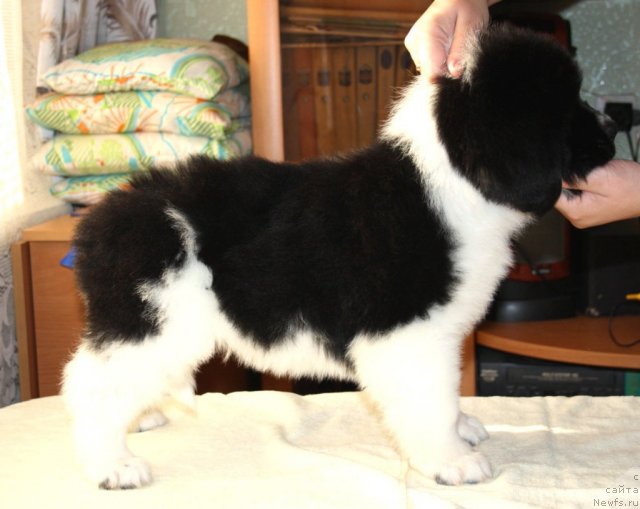 Фото: ньюфаундленд CHernyiy SHarm Virtuoz (Черный Шарм Виртуоз)