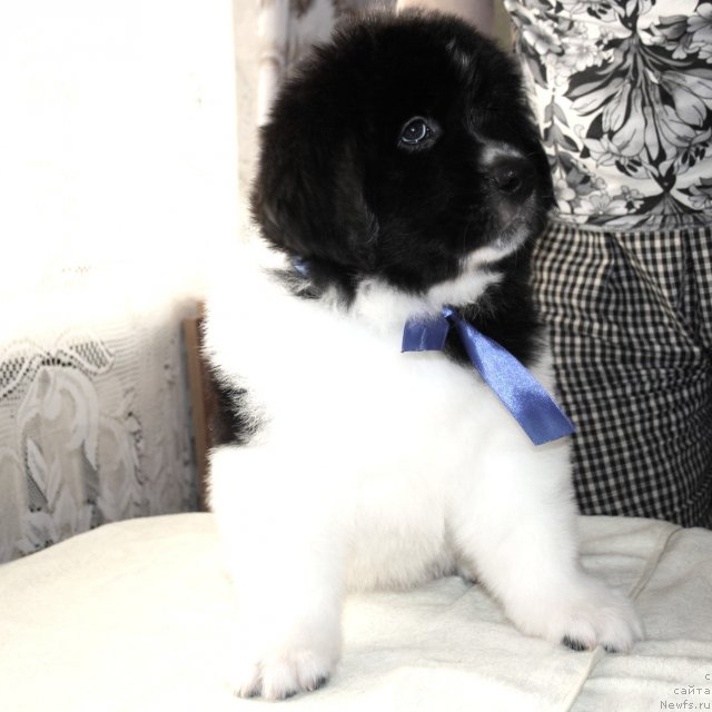 Фото: ньюфаундленд CHernyiy SHarm Virtuoz (Черный Шарм Виртуоз)