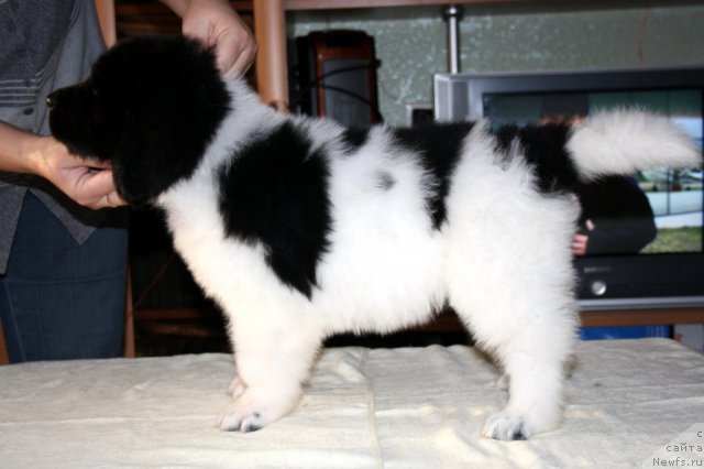 Фото: ньюфаундленд CHernyiy SHarm Venesuyela (Черный Шарм Венесуэла)