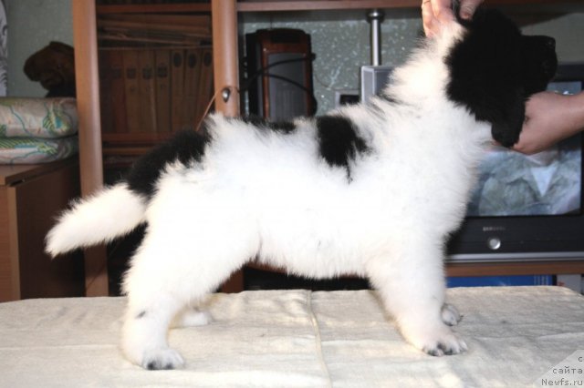 Фото: ньюфаундленд CHernyiy SHarm Venesuyela (Черный Шарм Венесуэла)