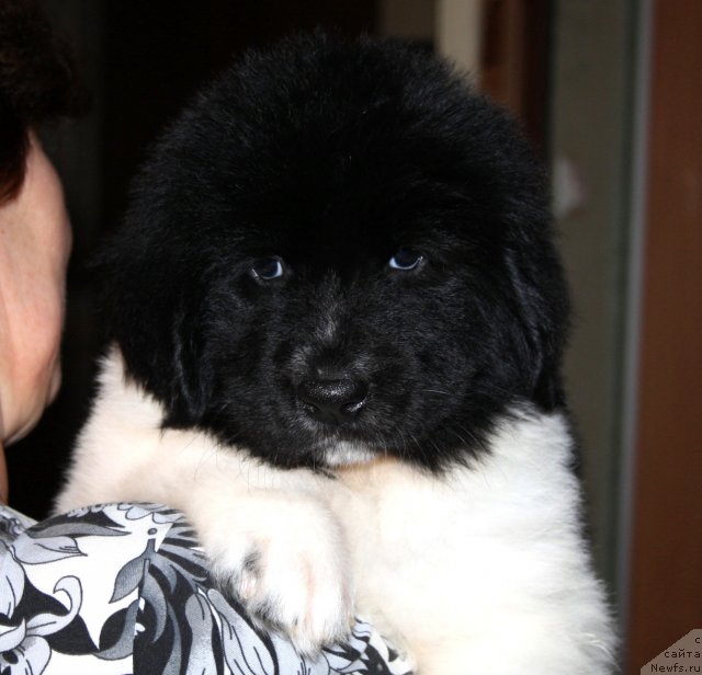 Фото: ньюфаундленд CHernyiy SHarm Venesuyela (Черный Шарм Венесуэла)