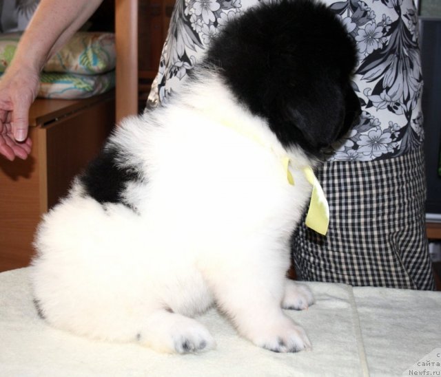 Фото: ньюфаундленд CHernyiy SHarm Venesuyela (Черный Шарм Венесуэла)