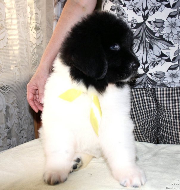 Фото: ньюфаундленд CHernyiy SHarm Venesuyela (Черный Шарм Венесуэла)