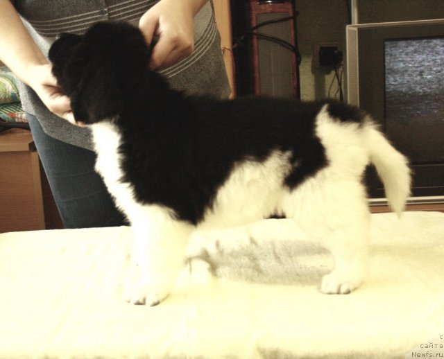 Фото: ньюфаундленд CHernyiy SHarm Vengriya (Черный Шарм Венгрия)