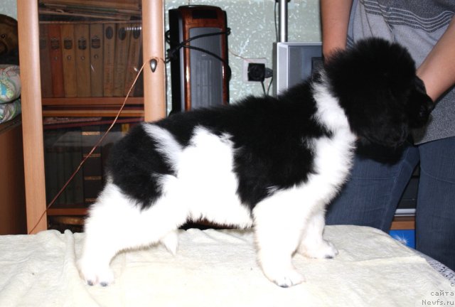 Фото: ньюфаундленд CHernyiy SHarm Vengriya (Черный Шарм Венгрия)