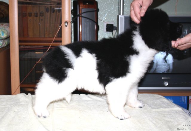 Фото: ньюфаундленд CHernyiy SHarm Vengriya (Черный Шарм Венгрия)