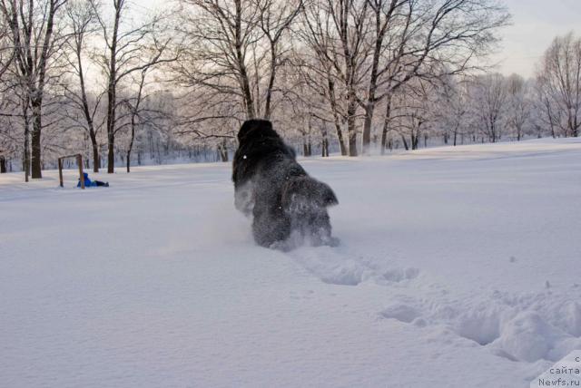 Фото: ньюфаундленд Ygan s Toyanova Gorodka (Юган с Тоянова Городка)