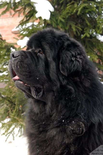 Фото: ньюфаундленд Kloofbears My Dream for Sent Djons