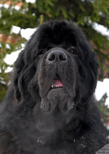 Фото: ньюфаундленд Kloofbears My Dream for Sent Djons