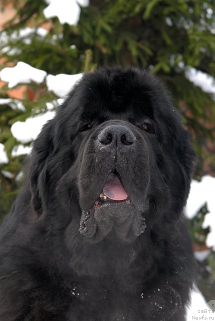 Фото: ньюфаундленд Kloofbears My Dream for Sent Djons