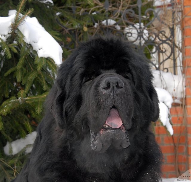 Фото: ньюфаундленд Kloofbears My Dream for Sent Djons