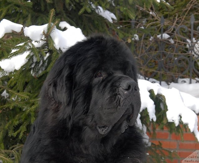 Фото: ньюфаундленд Kloofbears My Dream for Sent Djons