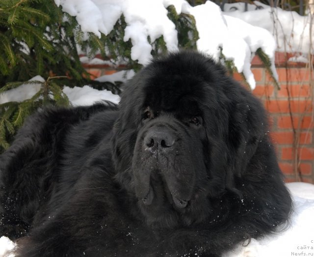 Фото: ньюфаундленд Kloofbears My Dream for Sent Djons