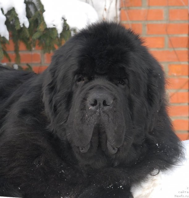 Фото: ньюфаундленд Kloofbears My Dream for Sent Djons