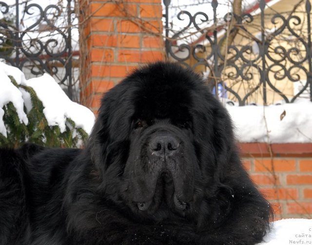 Фото: ньюфаундленд Kloofbears My Dream for Sent Djons