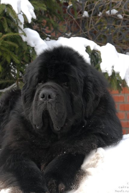 Фото: ньюфаундленд Kloofbears My Dream for Sent Djons