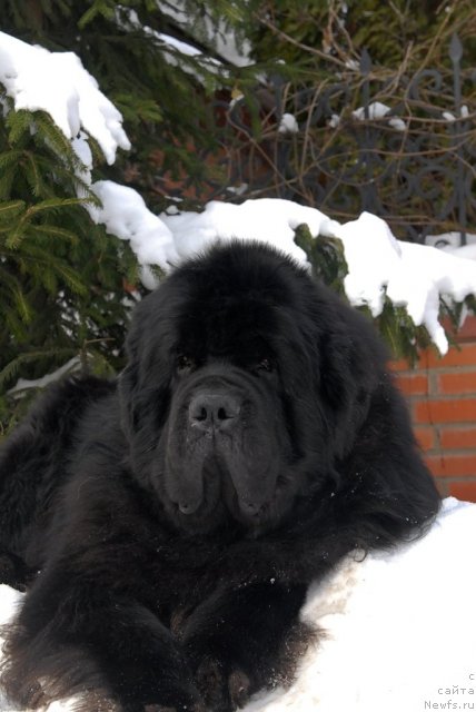 Фото: ньюфаундленд Kloofbears My Dream for Sent Djons