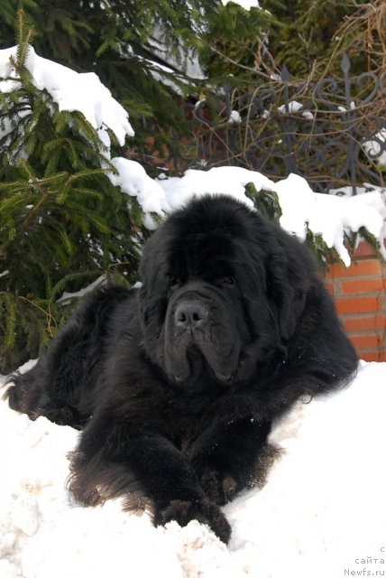 Фото: ньюфаундленд Kloofbears My Dream for Sent Djons