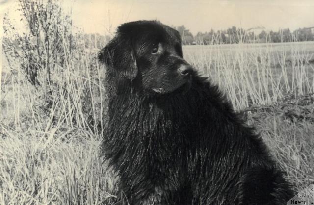 Фото: ньюфаундленд Hort Fram (Хорт Фрам)