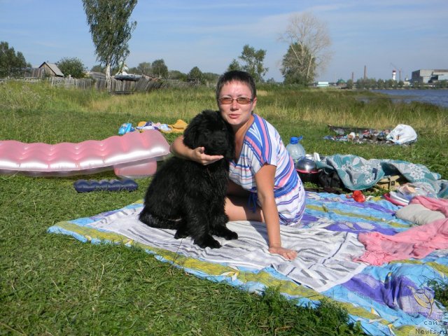 Фото: ньюфаундленд Otrada Nochi dlya N'yufort (Отрада Ночи для Ньюфорт), ньюфаундленд Otrada Nochi dlya N'yufort (Отрада Ночи для Ньюфорт)