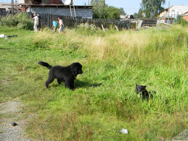 Фото: ньюфаундленд Otrada Nochi dlya N'yufort (Отрада Ночи для Ньюфорт)