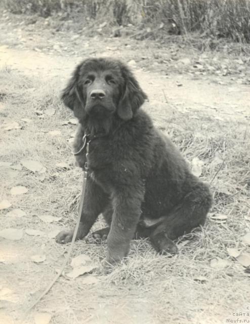 Фото: ньюфаундленд Hort Fram (Хорт Фрам)