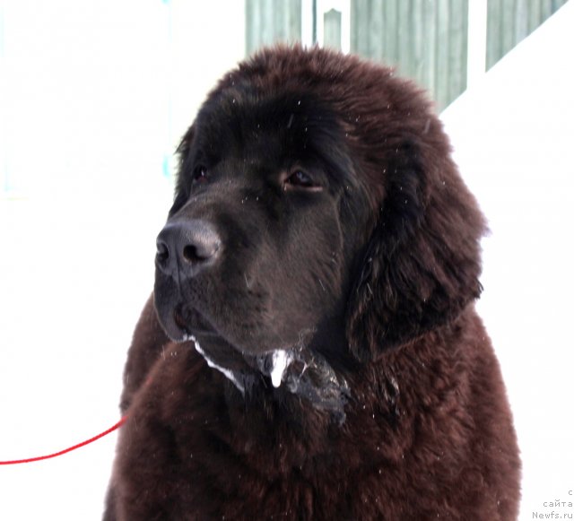 Фотография № 89133