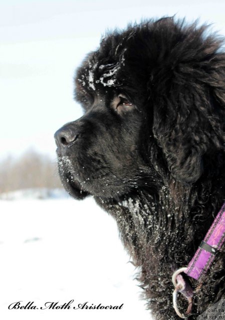 Фото: ньюфаундленд Byella Moss Aristokrat (Бэлла Мосс Аристократ)