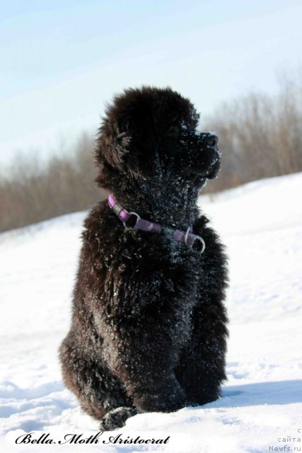 Фото: ньюфаундленд Byella Moss Aristokrat (Бэлла Мосс Аристократ)